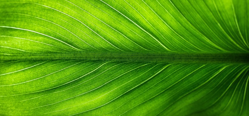 Eco-Friendly Packaging