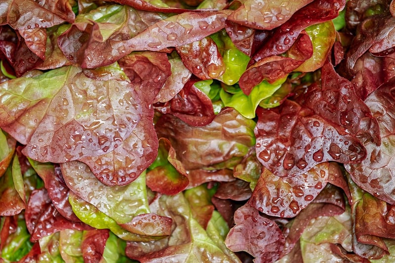Healthy salad preparation